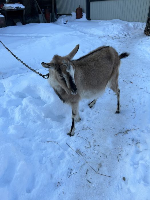 Продам дійну козу