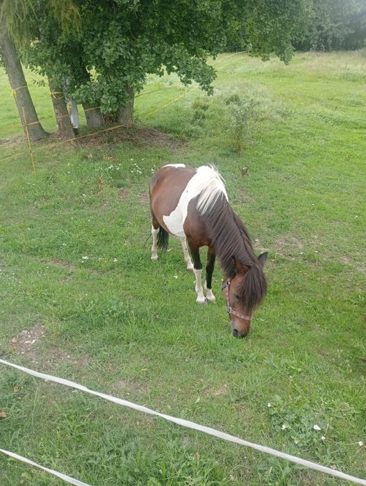 REZERWACJA do 15,09Sprzedam huculki