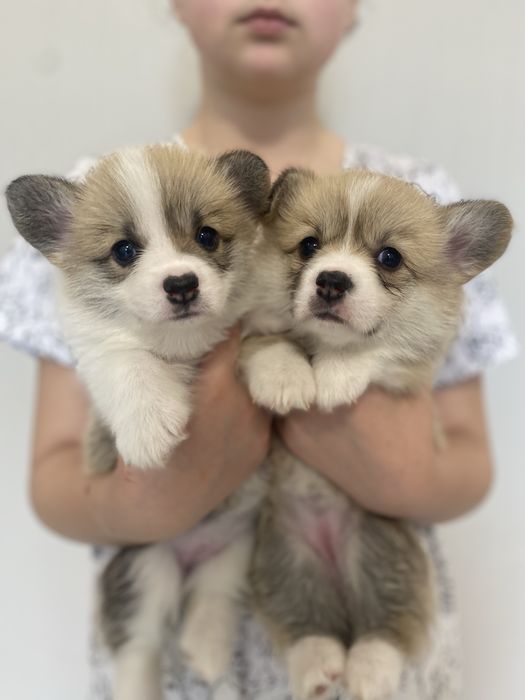 Корженята дівчинка і хлопчики