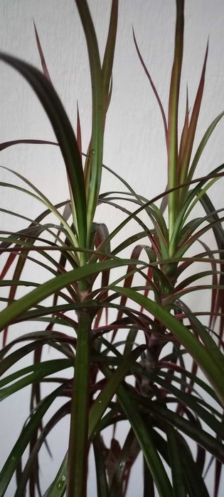 Комнатное дерево-кустарник драцена