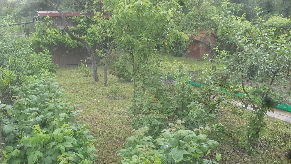 Zadbana działka rekreacyjna - ogródek działkowy - ul. 26 Marca 51 - za szpitalem - Widok 4
