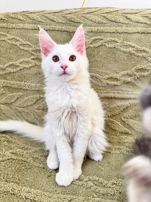 Мейн кун кошенятка !