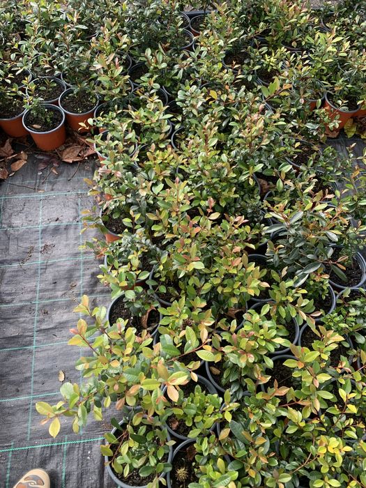 Eugénia Newport 30cm