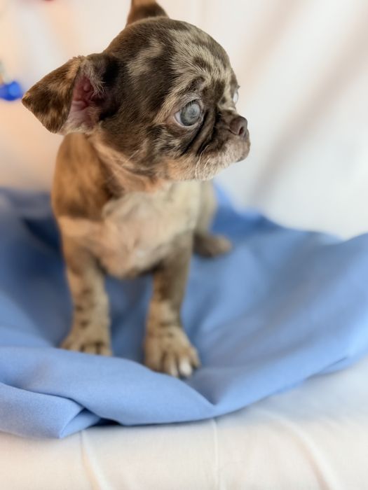 Chihuahua pelo curto macho