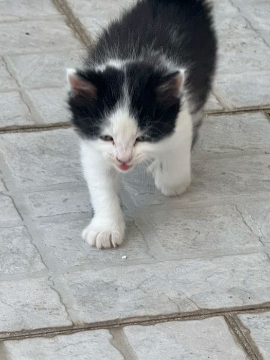Lindos gatinhos a procura de um lar