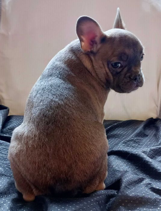 Блакитно палева красуня чекає люблячих батьків