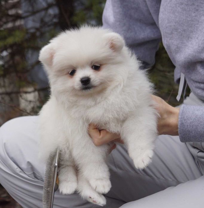 Совсем небольшая померанская девочка в мягкой шубке. Киев