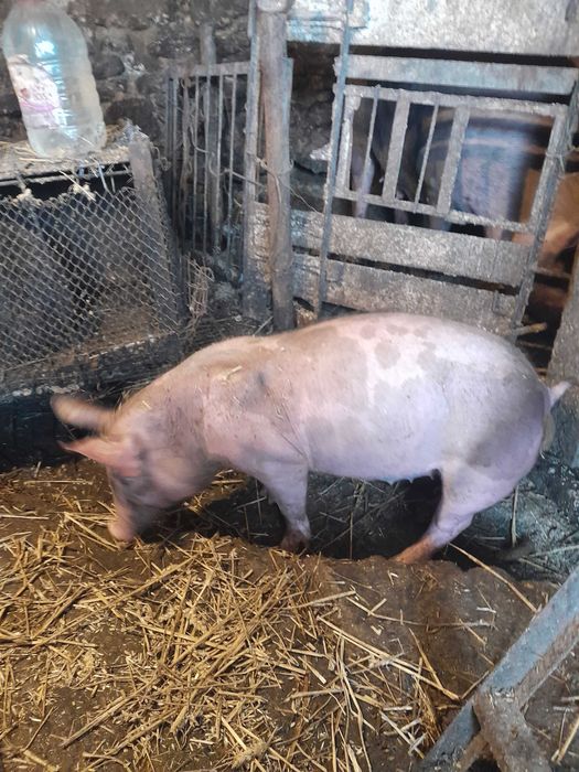 Свиноматки петрени в чистоті