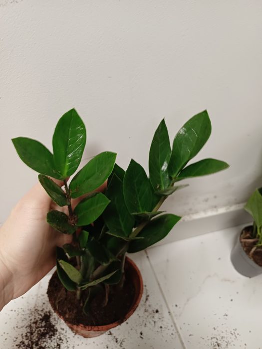 Заміокулькас 250грн