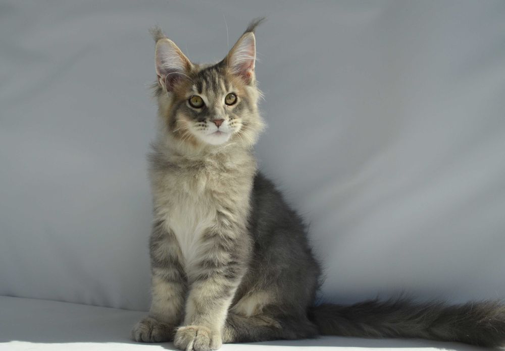 мейн кун . Мальчик 3 мес.