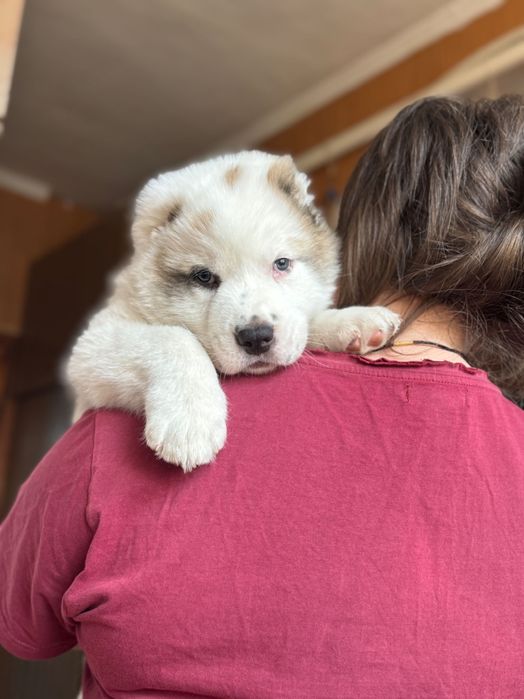 Продам цуценят Алабая