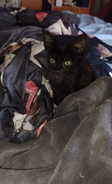 Отдам малюточек котят