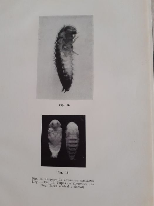 Estudos, ensaios e Documentos , A Entomofauna dos produtos armazenados