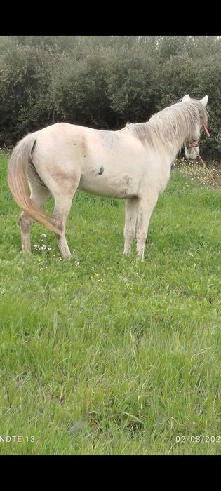 Vendo égua com 7 anos