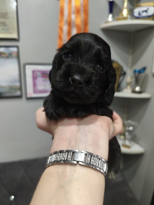 Ostatni dwaj chłopcy Cocker spaniel angielski