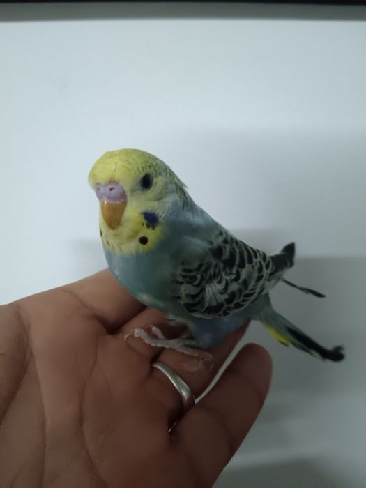 Caturra domesticada e piriquitos domesticados