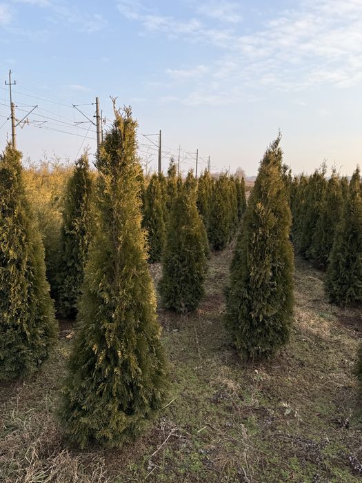 Thuja szmaragd zielona 200 cm