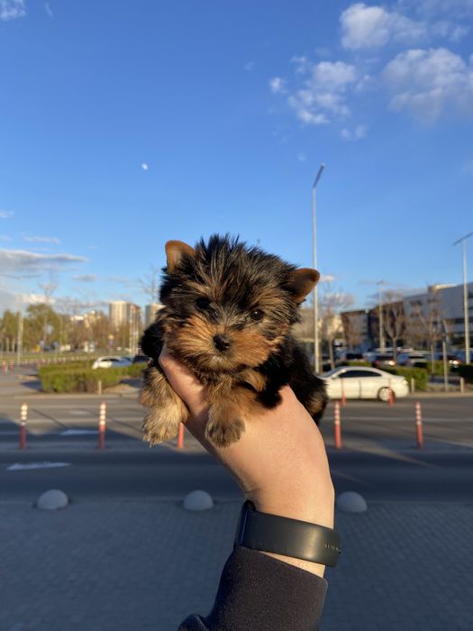 Маленький красень міні йорк