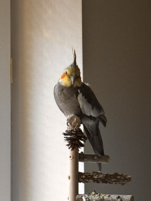 Sprzedam nimfę (korellę) – samiec, 2 lata