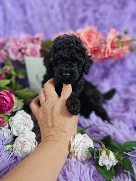 Poodle preto disponível
