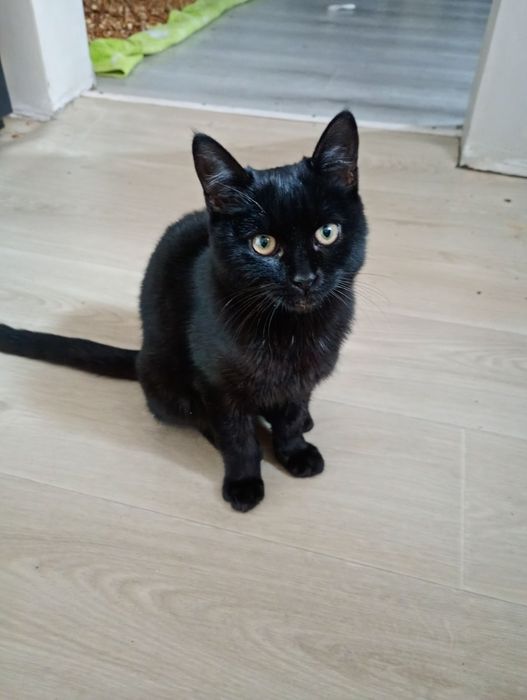 Шукаю власника кота