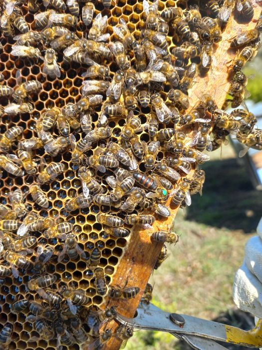 Vendo Enxames de Abelhas - Núcleos 5 quadros (Colmeia Langstroth)