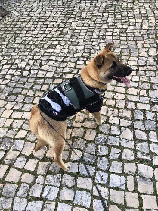 Tomo conta do seu animal de estimação em minha casa (pet sitting)