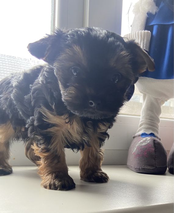 Хлопчик, гарнюній йорчик