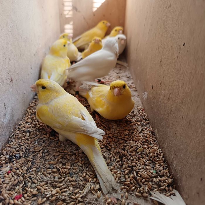 Canários de 2025 anilhados