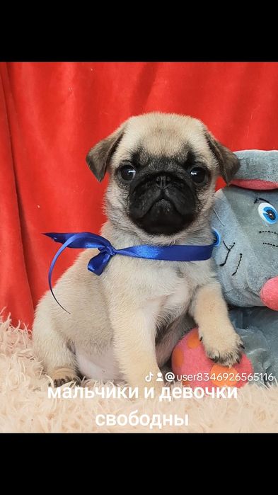 Розкошнi цуценята.мопсята