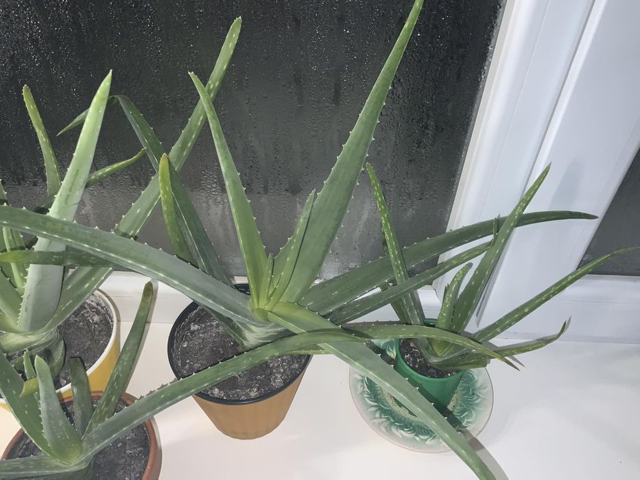 Лікувальне алоє саджанці