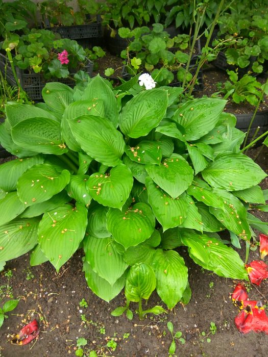 Хосты разных размеров, от 10 грн за деленку