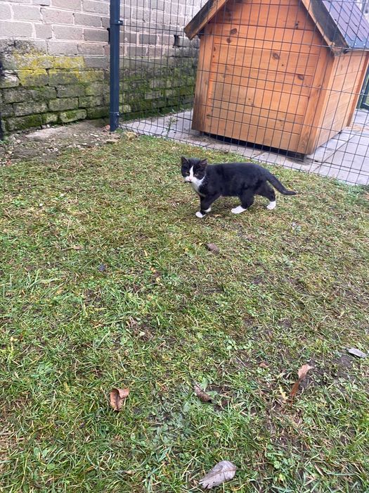 oddam 2 koty za darmo