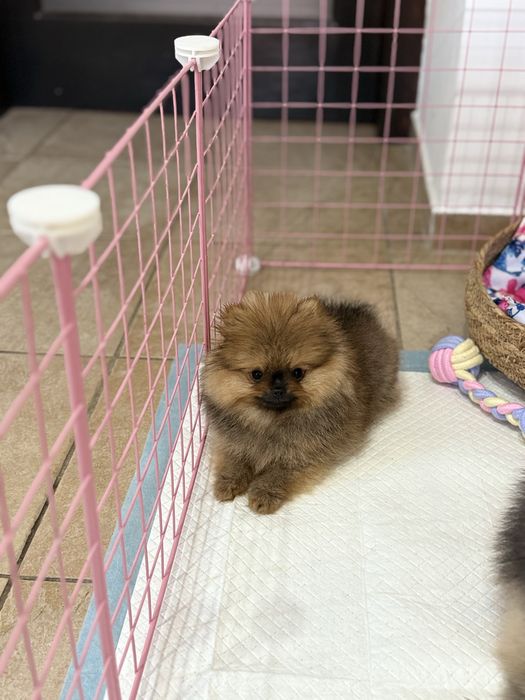 Pomeranian XXS malenkie cudo