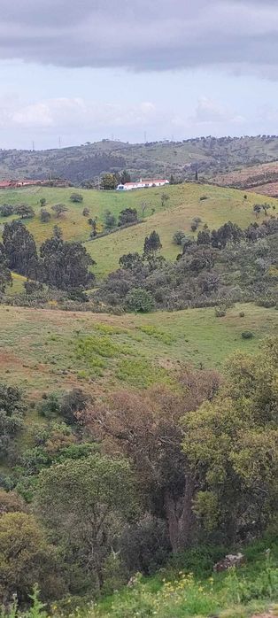 Monte Alentejano em Santana da Serra casa térrea com 78m2 prédio urbano e rústico de 8 hectares