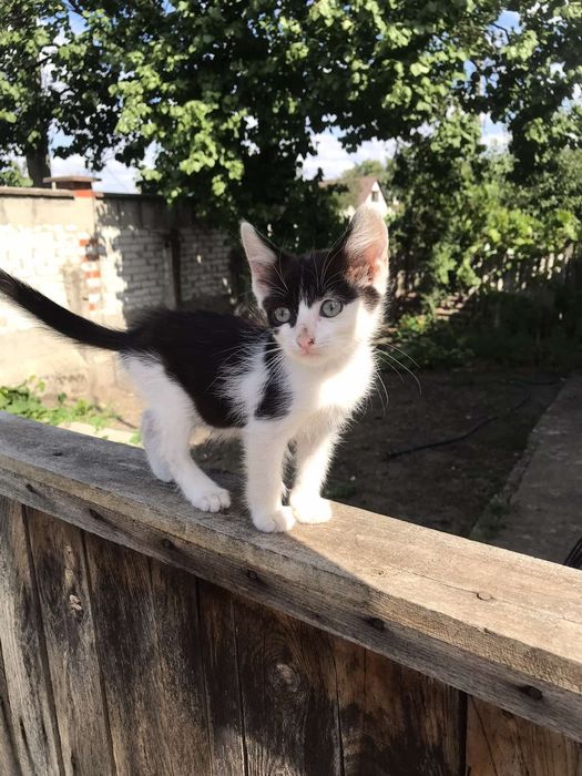 Котенок в добрые руки