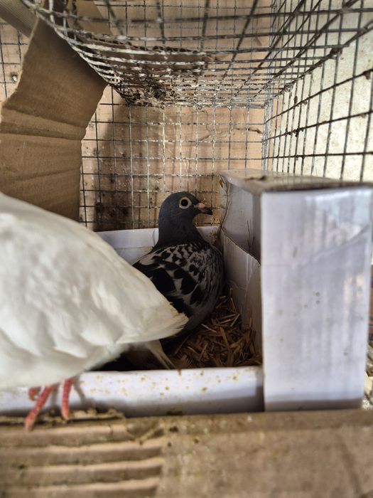 Vendo Casal de Pombos