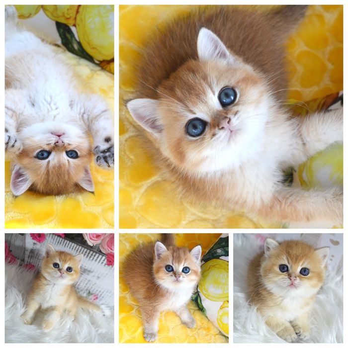 Британская золотая шиншилла/британська золота шиншила