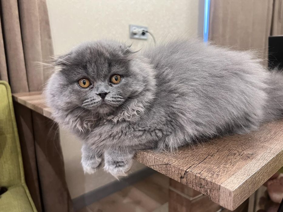 Британець довгошорстий