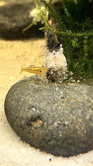 Neocaridinas Juvenis, blue dream e Red Fire, Caridinas