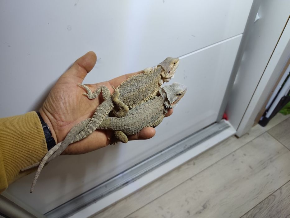 Agama brodata młode z maja 2026