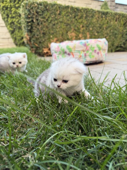 Шотландські котенята 3 шт.
