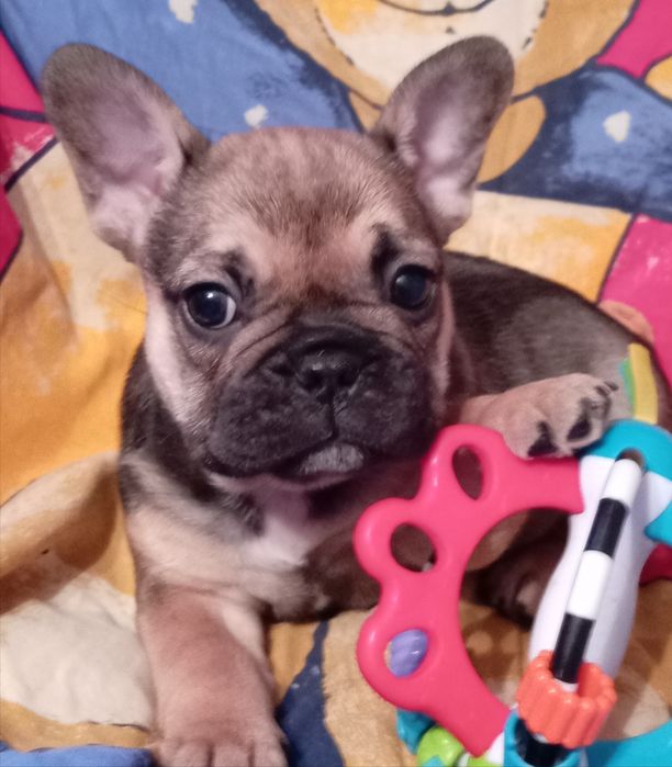 Buldog  francuski szceniaki