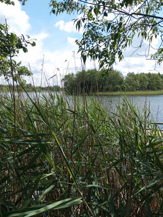 Działka z linią brzegową jeziora Długie 51 ar - Więcej