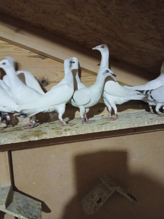 Gołębie i gołębnik