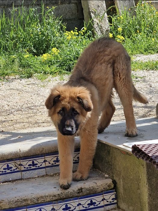 Dá-se cão serra da estrela cruzado com pastor alemão