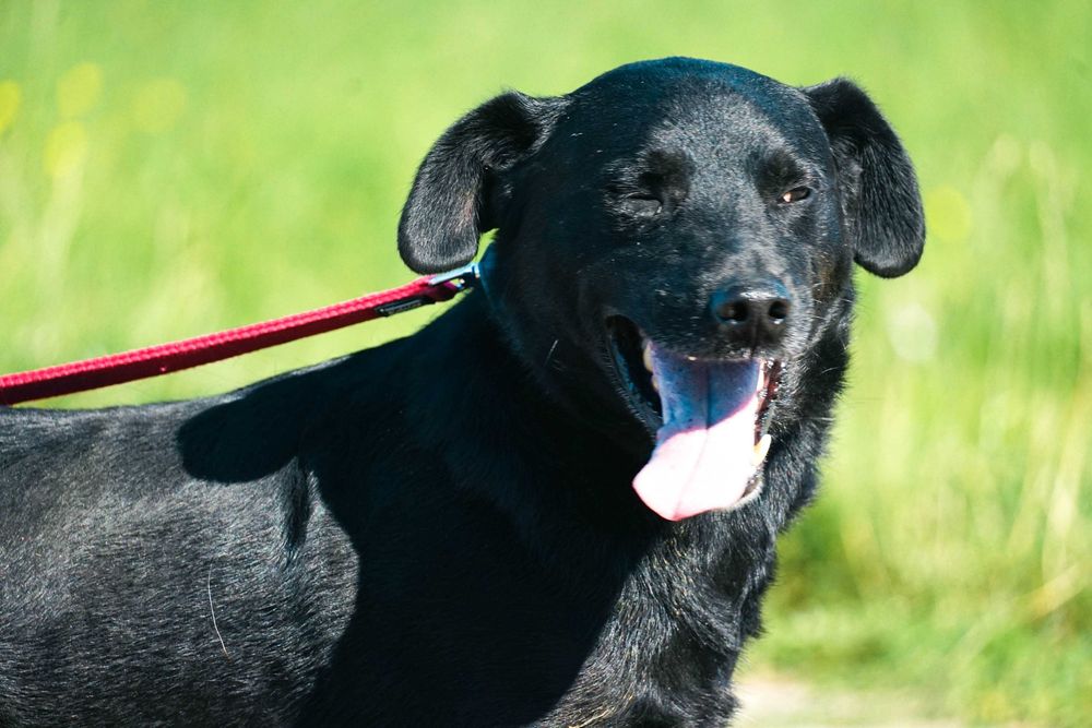 NEMO - świetny psiak w typie labrador