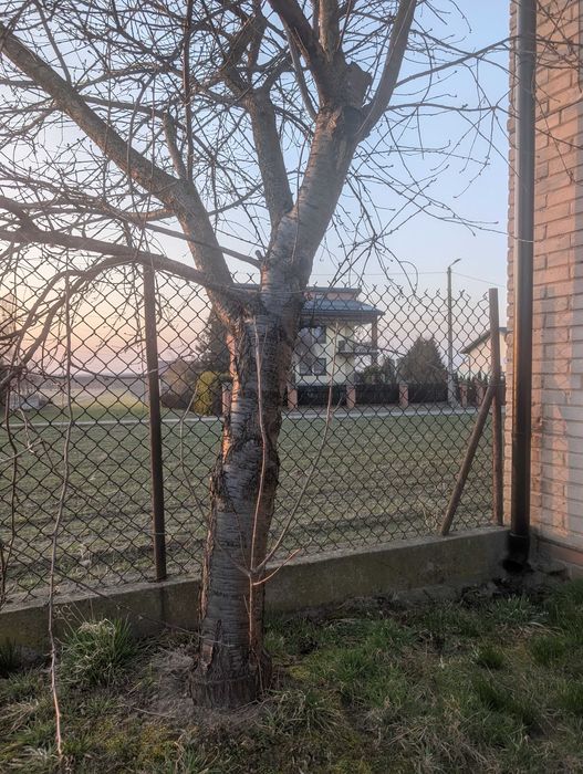 Drewno owocowe do wędzenia