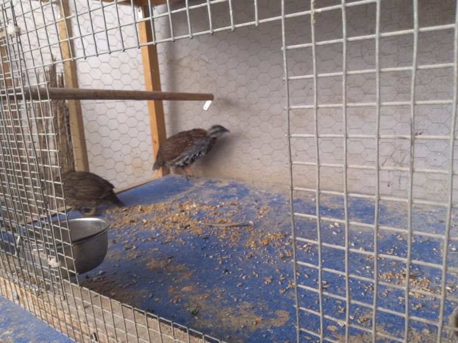 Casal de perdiz de Madagáscar