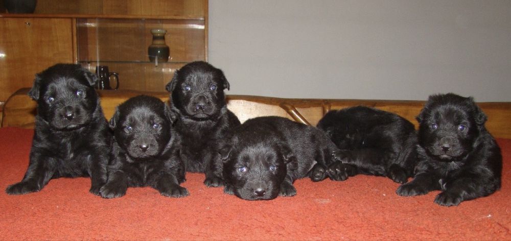 Czarne owczarki staroniemieckiego suczka